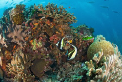Moorish Idols on the reef in Fiji by Andy Lerner 